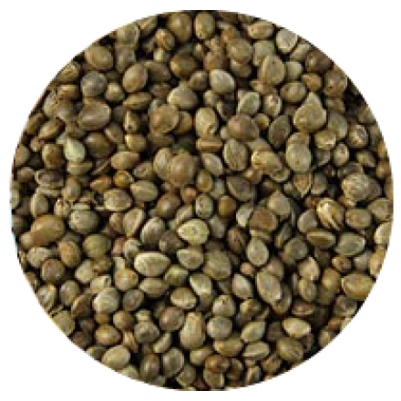 Konopí semenec 1 kg Konopí semenec 1 kg