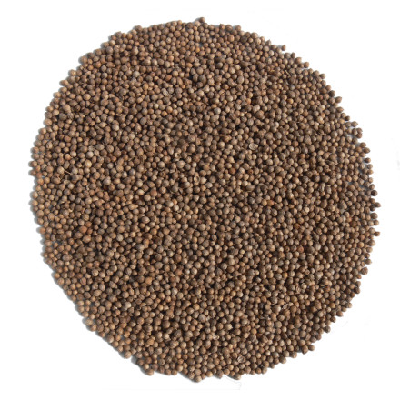 Koriandr 1 kg Koriandr 1 kg