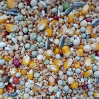 Krmivo pro holuby univerzální STANDARD (US) 25 kg