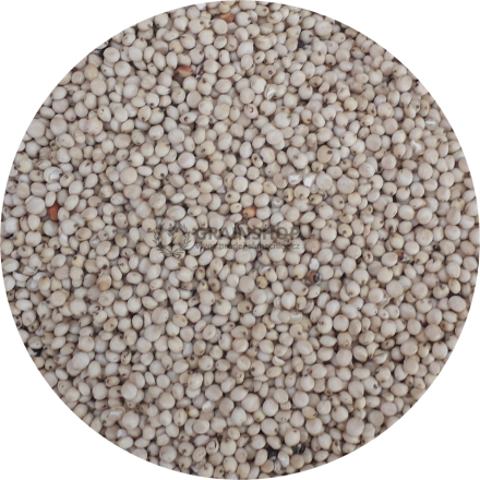 Čirok bílý 1 kg Čirok bílý 1 kg