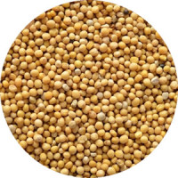 Hořčičné semínko 1 kg 
