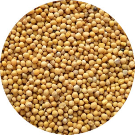 Hořčičné semínko 1 kg